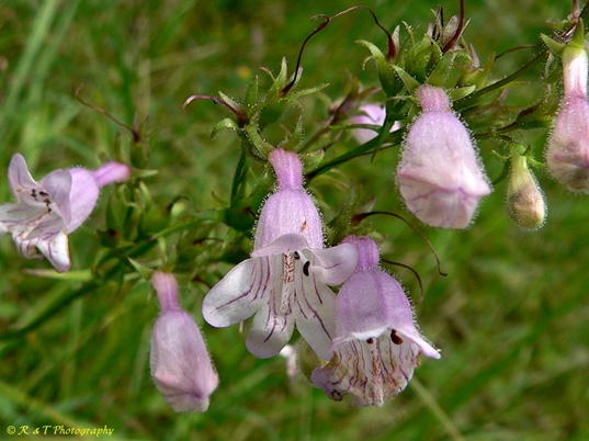 {Penstemon calycosus}